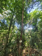 Alstonia angustifolia