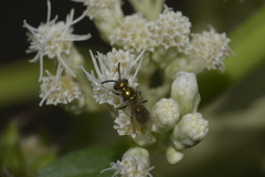 Augochlorini