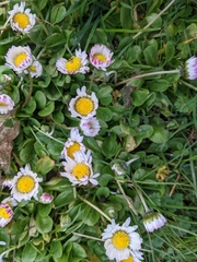 Bellis perennis