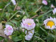 Bellis perennis