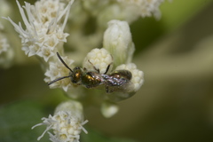 Augochlorini