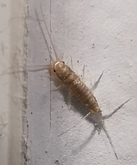 Ctenolepisma longicaudatum