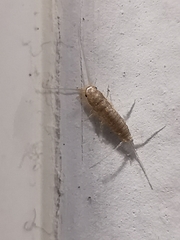 Ctenolepisma longicaudatum