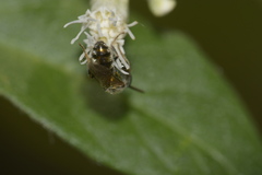 Augochlorini
