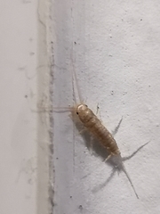 Ctenolepisma longicaudatum