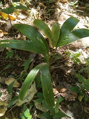 Archontophoenix cunninghamiana