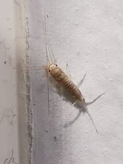 Ctenolepisma longicaudatum