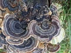 Trametes versicolor