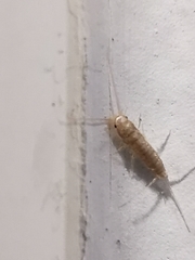 Ctenolepisma longicaudatum