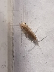 Ctenolepisma longicaudatum