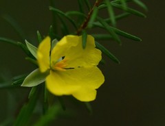 Hibbertia stricta stricta