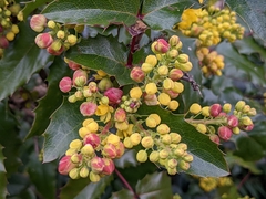 Berberis aquifolium