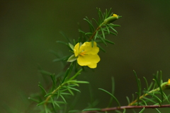 Hibbertia stricta stricta