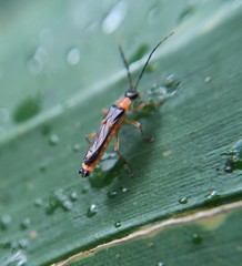 Macromalthinus brasiliensis