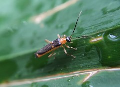 Macromalthinus brasiliensis