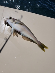 Caulolatilus princeps