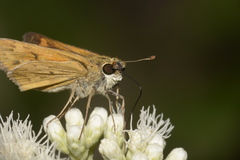 Hesperiinae