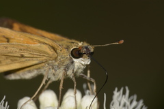 Hesperiinae