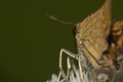 Hesperiinae