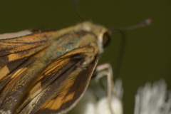 Hesperiinae