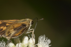 Hesperiinae