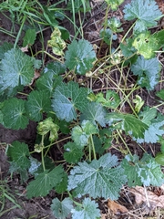 Sidalcea