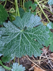 Sidalcea