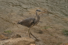 Ardea cinerea