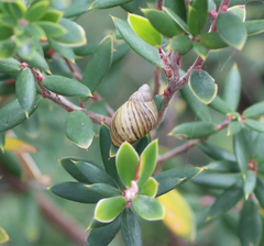 Bothriembryon tasmanicus