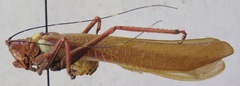Moncheca elegans