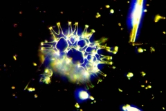 Lacunastrum gracillimum