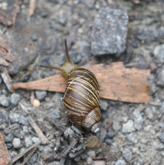 Bothriembryon tasmanicus