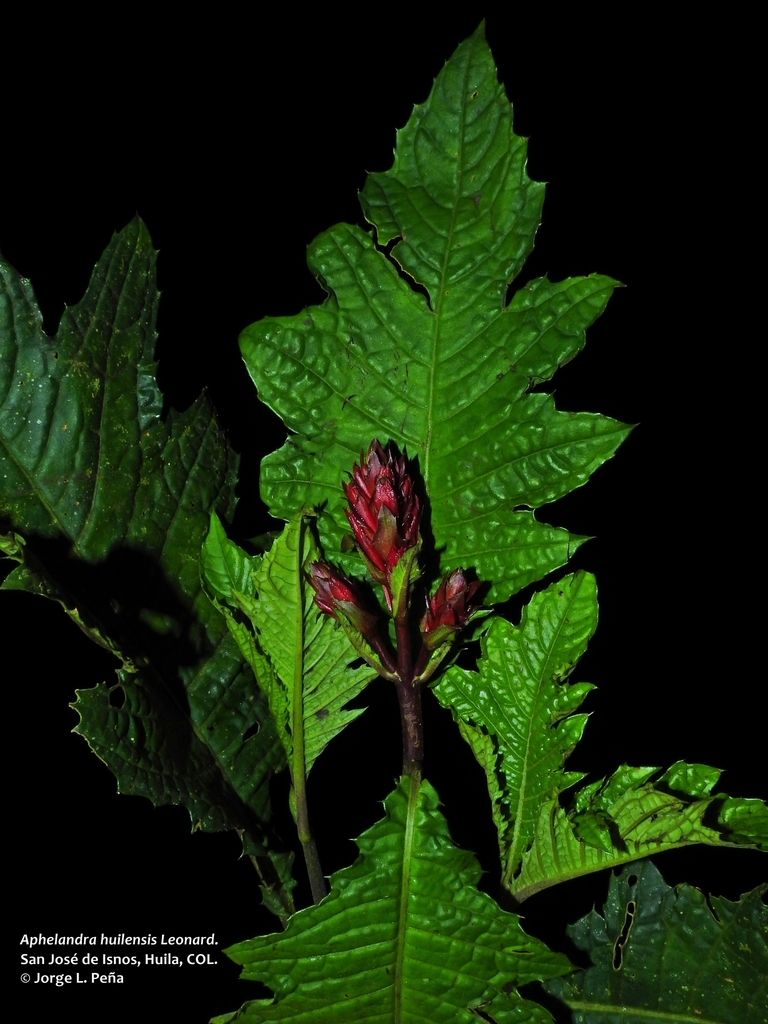 Aphelandra huilensis