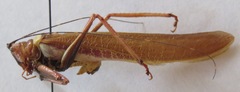 Moncheca elegans