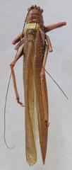 Moncheca elegans