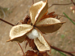 Gossypium anomalum