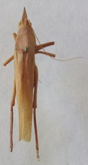 Pyrgocorypha rogersi