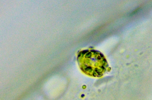 Colacium cyclopicola · iNaturalist