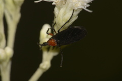 Dilophus pectoralis