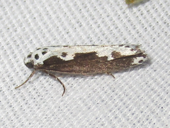 Ethmia semilugens