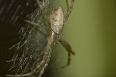 Argiope argentata
