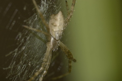 Argiope argentata