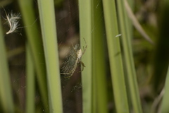 Argiope argentata