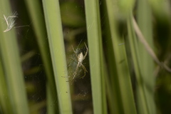 Argiope argentata