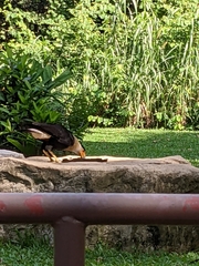 Caracara