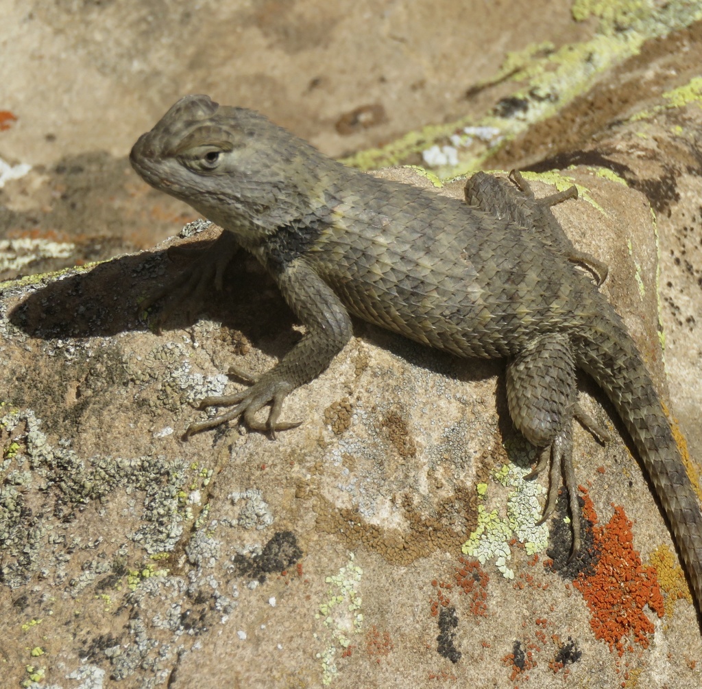 Yellow-backed Spiny Lizard from Griswold Hills, CA, US on March 13 ...