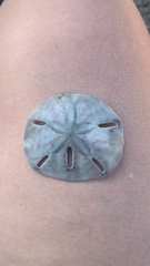 Mellita quinquiesperforata