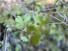 Pterostegia drymarioides