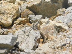 Microlophus occipitalis