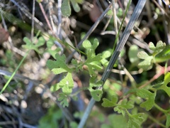 Pterostegia drymarioides